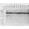 Rabbit Anti-HSP90 Antibody used in Western blot (WB) on Human Cell line lysates (SPC-104)