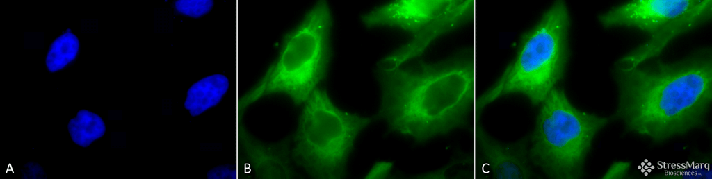 <p>Immunocytochemistry/Immunofluorescence analysis using Rabbit Anti-Hsp90 Polyclonal Antibody (SPC-104). Tissue: Heat Shocked Cervical cancer cell line (HeLa). Species: Human. Fixation: 2% Formaldehyde for 20 min at RT. Primary Antibody: Rabbit Anti-Hsp90 Polyclonal Antibody (SPC-104) at 1:100 for 12 hours at 4°C. Secondary Antibody: FITC Goat Anti-Rabbit (green) at 1:200 for 2 hours at RT. Counterstain: DAPI (blue) nuclear stain at 1:40000 for 2 hours at RT. Localization: Cytoplasm. Magnification: 100x. (A) DAPI (blue) nuclear stain. (B) Anti-Hsp90 Antibody. (C) Composite. Heat Shocked at 42°C for 1h.</p>
