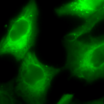 SPC-104_Hsp90_Antibody_ICC-IF_Human_Heat-Shocked-HeLa-Cells_100x_Composite.png