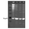 Rabbit Anti-HSP60 Antibody used in Western blot (WB) on Human, Dog, Mouse SKBR3, MDCK, and MEF cell line lysates (SPC-105)