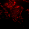 Rabbit Anti-Hsp60 Antibody used in Immunocytochemistry/Immunofluorescence (ICC/IF) on Human Heat Shocked HeLa Cells (SPC-105)