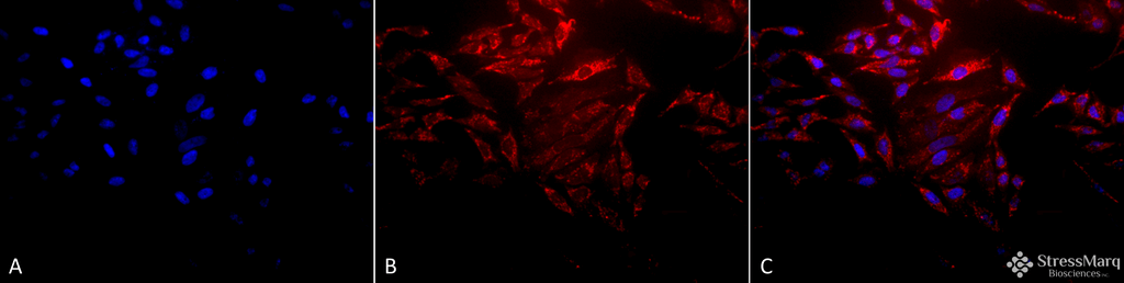 <p>Immunocytochemistry/Immunofluorescence analysis using Rabbit Anti-Hsp60 Polyclonal Antibody (SPC-105). Tissue: Heat Shocked Cervical cancer cell line (HeLa). Species: Human. Fixation: 2% Formaldehyde for 20 min at RT. Primary Antibody: Rabbit Anti-Hsp60 Polyclonal Antibody (SPC-105) at 1:100 for 12 hours at 4°C. Secondary Antibody: APC Goat Anti-Rabbit (red) at 1:200 for 2 hours at RT. Counterstain: DAPI (blue) nuclear stain at 1:40000 for 2 hours at RT. Localization: Mitochondrion matrix. Magnification: 20x. (A) DAPI (blue) nuclear stain. (B) Anti-Hsp60 Antibody. (C) Composite. Heat Shocked at 42°C for 1h.</p>
