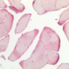 Rabbit Anti-HSP27 Antibody used in Immunohistochemistry (IHC) on Skeletal Muscle (SPC-106)