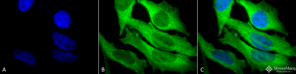 <p>Immunocytochemistry/Immunofluorescence analysis using Rabbit Anti-Hsp27 Polyclonal Antibody (SPC-106). Tissue: Heat Shocked Cervical cancer cell line (HeLa). Species: Human. Fixation: 2% Formaldehyde for 20 min at RT. Primary Antibody: Rabbit Anti-Hsp27 Polyclonal Antibody (SPC-106) at 1:250 for 12 hours at 4°C. Secondary Antibody: FITC Goat Anti-Rabbit (green) at 1:200 for 2 hours at RT. Counterstain: DAPI (blue) nuclear stain at 1:40000 for 2 hours at RT. Localization: Cytoplasm. Mitochondrion matrix. Magnification: 100x. (A) DAPI (blue) nuclear stain. (B) Anti-Hsp27 Antibody. (C) Composite. Heat Shocked at 42°C for 1h.</p>
