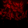 Rabbit Anti-Hsp27 Antibody used in Immunocytochemistry/Immunofluorescence (ICC/IF) on Human Heat Shocked HeLa Cells (SPC-106)