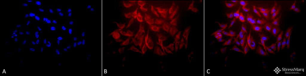 <p>Immunocytochemistry/Immunofluorescence analysis using Rabbit Anti-Hsp27 Polyclonal Antibody (SPC-106). Tissue: Heat Shocked Cervical cancer cell line (HeLa). Species: Human. Fixation: 2% Formaldehyde for 20 min at RT. Primary Antibody: Rabbit Anti-Hsp27 Polyclonal Antibody (SPC-106) at 1:250 for 12 hours at 4°C. Secondary Antibody: APC Goat Anti-Rabbit (red) at 1:200 for 2 hours at RT. Counterstain: DAPI (blue) nuclear stain at 1:40000 for 2 hours at RT. Localization: Cytoplasm. Mitochondrion matrix. Magnification: 20x. (A) DAPI (blue) nuclear stain. (B) Anti-Hsp27 Antibody. (C) Composite. Heat Shocked at 42°C for 1h.</p>
