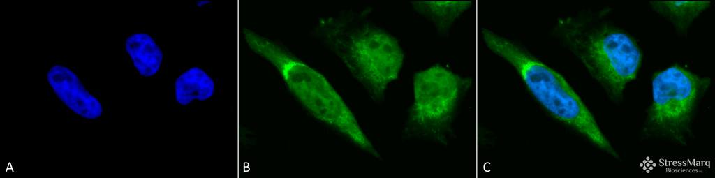 <p>Immunocytochemistry/Immunofluorescence analysis using Rabbit Anti-GRP78 Polyclonal Antibody (SPC-107). Tissue: Heat Shocked Cervical cancer cell line (HeLa). Species: Human. Fixation: 2% Formaldehyde for 20 min at RT. Primary Antibody: Rabbit Anti-GRP78 Polyclonal Antibody (SPC-107) at 1:100 for 12 hours at 4°C. Secondary Antibody: FITC Goat Anti-Rabbit (green) at 1:200 for 2 hours at RT. Counterstain: DAPI (blue) nuclear stain at 1:40000 for 2 hours at RT. Localization: Endoplasmic reticulum lumen. Melanosome. Cytoplasm . Magnification: 100x. (A) DAPI (blue) nuclear stain. (B) Anti-GRP78 Antibody. (C) Composite. Heat Shocked at 42°C for 30 min.</p>
