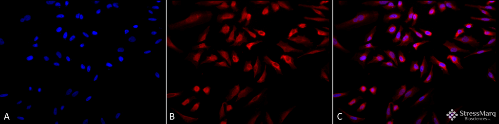 <p>Immunocytochemistry/Immunofluorescence analysis using Rabbit Anti-GRP78 Polyclonal Antibody (SPC-107). Tissue: Heat Shocked Cervical cancer cell line (HeLa). Species: Human. Fixation: 2% Formaldehyde for 20 min at RT. Primary Antibody: Rabbit Anti-GRP78 Polyclonal Antibody (SPC-107) at 1:100 for 12 hours at 4°C. Secondary Antibody: APC Goat Anti-Rabbit (red) at 1:200 for 2 hours at RT. Counterstain: DAPI (blue) nuclear stain at 1:40000 for 2 hours at RT. Localization: Endoplasmic reticulum lumen. Melanosome. Cytoplasm . Magnification: 20x. (A) DAPI (blue) nuclear stain. (B) Anti-GRP78 Antibody. (C) Composite. Heat Shocked at 42°C for 30 min.</p>
