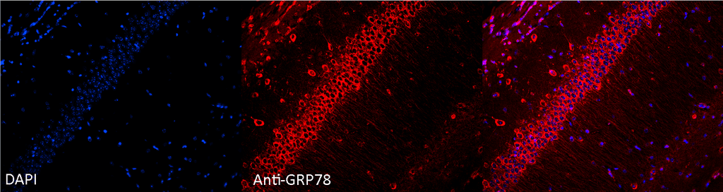 <p>Immunocytochemistry/Immunofluorescence analysis using Rabbit Anti-GRP78 Polyclonal Antibody (SPC-107). Tissue: Hippocampal Section. Species: Mouse. Fixation: 4% Formaldehyde for 12 hours at RT. Paraffin embedded.. Primary Antibody: Rabbit Anti-GRP78 Polyclonal Antibody (SPC-107) at 1:100 for 12 hours at 4°C. Secondary Antibody: Alexa Fluor 555 Goat Anti-Rabbit at 1:250 for 1 hour at RT. Counterstain: Hoechst at 1:1000 for 10 min at RT. Localization: Grp78 staining in mouse pyramidal cell layer.. Magnification: 20x. Slice thickness: 7 microns. Courtesy of: Rachel Reith, NIH/NIMH..</p>
