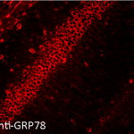 SPC-107_GRP78_Antibody_IHC_Mouse_Hippocampal-Section_20x_1.png