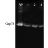 Rabbit Anti-GRP78 Antibody used in Western blot (WB) on Human, Dog, Mouse Cell line lysates (SPC-107)