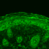 Rabbit Anti-Calnexin Antibody used in Immunohistochemistry (IHC) on Mouse backskin (SPC-108)