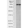 Rabbit Anti-Calnexin Antibody used in Western blot (WB) on Rat Tissue lysates (SPC-108)