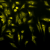 Rabbit Anti-KDEL Antibody used in Immunocytochemistry/Immunofluorescence (ICC/IF) on Human Heat Shocked HeLa Cells (SPC-109)