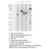 Rabbit Anti-KDEL Antibody used in Western blot (WB) on Human Cell line lysates (SPC-109)