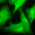 SPC-112_HO-1_Antibody_ICC-IF_Human_Heat-Shocked-HeLa-Cells_100x_Composite2.png