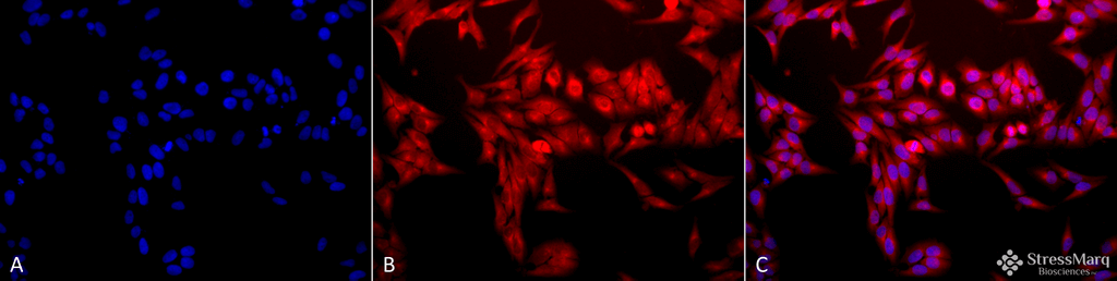 <p>Immunocytochemistry/Immunofluorescence analysis using Rabbit Anti-HO-1 Polyclonal Antibody (SPC-112). Tissue: Heat Shocked Cervical cancer cell line (HeLa). Species: Human. Fixation: 2% Formaldehyde for 20 min at RT. Primary Antibody: Rabbit Anti-HO-1 Polyclonal Antibody (SPC-112) at 1:100 for 12 hours at 4°C. Secondary Antibody: APC Goat Anti-Rabbit (red) at 1:200 for 2 hours at RT. Counterstain: DAPI (blue) nuclear stain at 1:40000 for 2 hours at RT. Localization: Endoplasmic reticulum membrane. Cytoplasm. Magnification: 20x. (A) DAPI (blue) nuclear stain. (B) Anti-HO-1 Antibody. (C) Composite. Heat Shocked at 42°C for 1h.</p>
