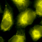 SPC-114_PDI_Antibody_ICC-IF_Human_HeLa-Cells_100x_Composite.png