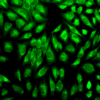 Rabbit Anti-PDI Antibody used in Immunocytochemistry/Immunofluorescence (ICC/IF) on Human HeLa Cells (SPC-114)