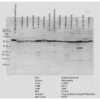 Rabbit Anti-PDI Antibody used in Western blot (WB) on Rat tissue mix (SPC-114)