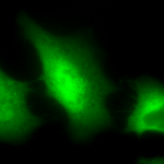 SPC-115_SOD-Cu-Zn_Antibody_ICC-IF_Human_HeLa-Cells_100x_Composite.png