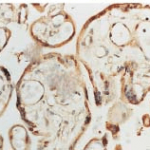 SPC-116_SOD1_Antibody_IHC_Human_Placenta_1.png