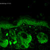 Rabbit Anti-SOD2 Antibody used in Immunohistochemistry (IHC) on Mouse backskin (SPC-117)