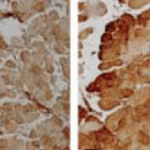 SPC-118_SOD2_Antibody_IHC_Rat_muscle-fibres_1.png