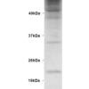 Rabbit Anti-Ubiquitin Antibody used in Western blot (WB) on Human Embryonic kidney epithelial cell line (HEK293) lysate (SPC-119)