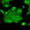 Rabbit Anti-ERK1 Antibody used in Immunocytochemistry/Immunofluorescence (ICC/IF) on Human HaCaT cells (SPC-120)