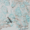 Rabbit Anti-ERK1 Antibody used in Immunohistochemistry (IHC) on Mouse Inflamed colon (SPC-120)