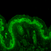 Rabbit Anti-ERK1 Antibody used in Immunohistochemistry (IHC) on Mouse backskin (SPC-120)