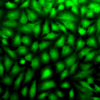 Rabbit Anti-Erk1/2 Antibody used in Immunocytochemistry/Immunofluorescence (ICC/IF) on Human Cervical cancer cell line (HeLa) (SPC-120)