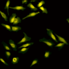 Rabbit Anti-Calreticulin Antibody used in Immunocytochemistry/Immunofluorescence (ICC/IF) on Human Heat Shocked Cervical cancer cell line (HeLa) (SPC-122)