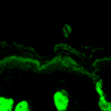 Rabbit Anti-Calreticulin Antibody used in Immunohistochemistry (IHC) on Mouse backskin (SPC-122)