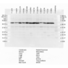 Rabbit Anti-Calreticulin Antibody used in Western blot (WB) on multiple cell lines lysates (SPC-122)