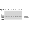 Rabbit Anti-Alpha B Crystallin Antibody used in Western blot (WB) on A431, HCT116, HeLa, HepG2, HEK293, HUVEC, Jurkat, MCF7, PC3 and T98G cell lysates (SPC-126)