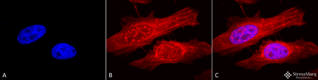 <p>Immunocytochemistry/Immunofluorescence analysis using Rabbit Anti-Alpha B Crystallin Polyclonal Antibody (SPC-126). Tissue: Heat Shocked Cervical cancer cell line (HeLa). Species: Human. Fixation: 2% Formaldehyde for 20 min at RT. Primary Antibody: Rabbit Anti-Alpha B Crystallin Polyclonal Antibody (SPC-126) at 1:120 for 12 hours at 4°C. Secondary Antibody: APC Goat Anti-Rabbit (red) at 1:200 for 2 hours at RT. Counterstain: DAPI (blue) nuclear stain at 1:40000 for 2 hours at RT. Localization: Actin filament bundles. Nuclear splicing speckles. Exosomes. Magnification: 100x. (A) DAPI (blue) nuclear stain. (B) Anti-Alpha B Crystallin Antibody. (C) Composite. Heat Shocked at 42°C for 1h.</p>
