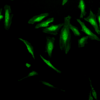 Rabbit Anti-Alpha B Crystallin Antibody used in Immunocytochemistry/Immunofluorescence (ICC/IF) on Human Heat Shocked Cervical cancer cell line (HeLa) (SPC-126)