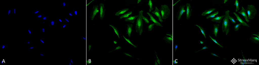 <p>Immunocytochemistry/Immunofluorescence analysis using Rabbit Anti-Alpha B Crystallin Polyclonal Antibody (SPC-126). Tissue: Heat Shocked Cervical cancer cell line (HeLa). Species: Human. Fixation: 2% Formaldehyde for 20 min at RT. Primary Antibody: Rabbit Anti-Alpha B Crystallin Polyclonal Antibody (SPC-126) at 1:120 for 12 hours at 4°C. Secondary Antibody: FITC Goat Anti-Rabbit (green) at 1:200 for 2 hours at RT. Counterstain: DAPI (blue) nuclear stain at 1:40000 for 2 hours at RT. Localization: Actin filament bundles. Nuclear splicing speckles. Exosomes. Magnification: 20x. (A) DAPI (blue) nuclear stain. (B) Anti-Alpha B Crystallin Antibody. (C) Composite. Heat Shocked at 42°C for 1h.</p>
