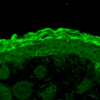 Rabbit Anti-Calnexin Antibody used in Immunohistochemistry (IHC) on Mouse backskin (SPC-127)