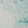 Rabbit Anti-Calnexin Antibody used in Immunohistochemistry (IHC) on Mouse colon colitis (SPC-127)