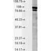 Rabbit Anti-Calnexin Antibody used in Western blot (WB) on Rat tissue mix (SPC-127)