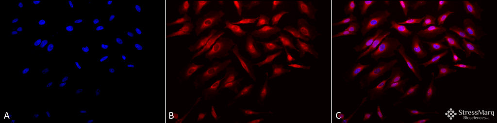 <p>Immunocytochemistry/Immunofluorescence analysis using Rabbit Anti-Rab4 Polyclonal Antibody (SPC-141). Tissue: Heat Shocked Cervical cancer cell line (HeLa). Species: Human. Fixation: 2% Formaldehyde for 20 min at RT. Primary Antibody: Rabbit Anti-Rab4 Polyclonal Antibody (SPC-141) at 1:150 for 12 hours at 4°C. Secondary Antibody: APC Goat Anti-Rabbit (red) at 1:200 for 2 hours at RT. Counterstain: DAPI (blue) nuclear stain at 1:40000 for 2 hours at RT. Localization: Membrane. Cytoplasm. Magnification: 20x. (A) DAPI (blue) nuclear stain. (B) Anti-Rab4 Antibody. (C) Composite. Heat Shocked at 42°C for 30 min.</p>
