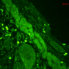 Rabbit Anti-Rab4 Antibody used in Immunohistochemistry (IHC) on Mouse backskin (SPC-141)