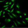 Rabbit Anti-CDC37 Antibody used in Immunocytochemistry/Immunofluorescence (ICC/IF) on Human Heat Shocked Cervical cancer cell line (HeLa) (SPC-142)