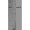 Rabbit Anti-CDC37 Antibody used in Western blot (WB) on Human Cervical cancer cell line (HeLa) lysate (SPC-142)