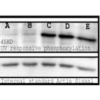 Rabbit Anti-Phosphoserine Antibody used in Western blot (WB) on Spleen lysates (SPC-149)