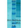 Rabbit Anti-Methylated Lysine Antibody used in Western blot (WB) on serum albumin (SPC-158)
