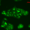 Rabbit Anti-TNF-R1 Antibody used in Immunocytochemistry/Immunofluorescence (ICC/IF) on HaCaT cells (SPC-170)